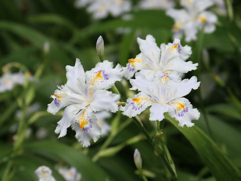 Iris japonica