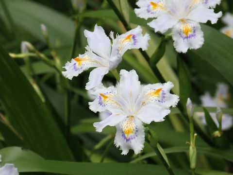 Iris japonica