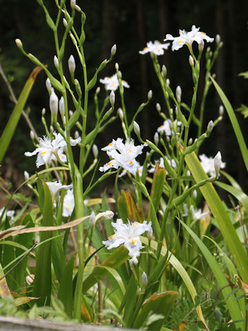 Iris japonica