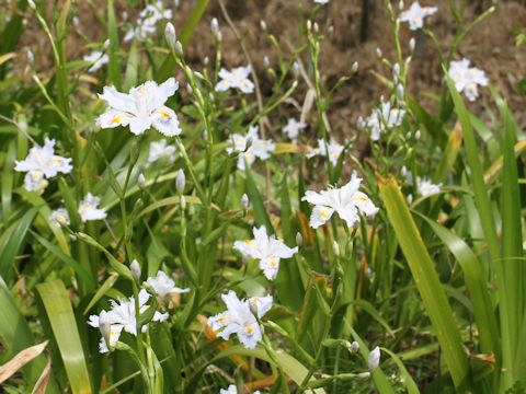 Iris japonica