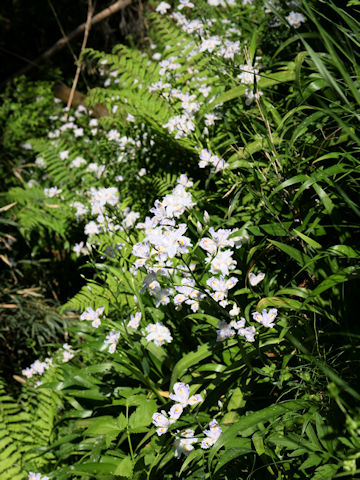 Iris japonica