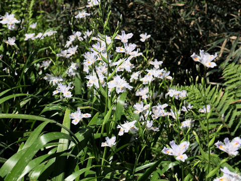 Iris japonica