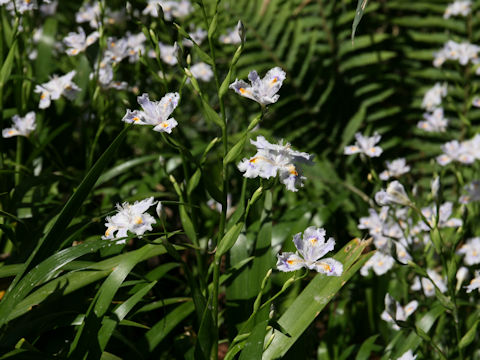 Iris japonica