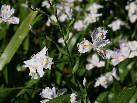 Iris japonica