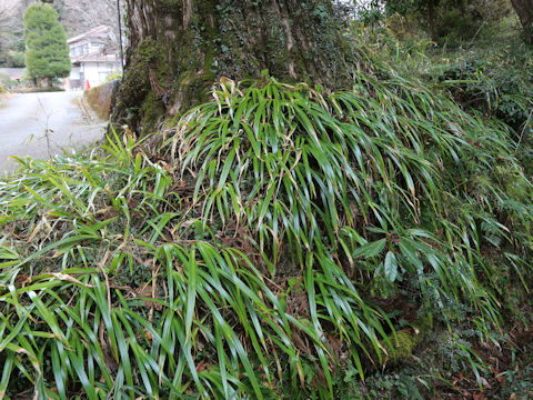 Iris japonica