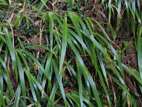 Iris japonica
