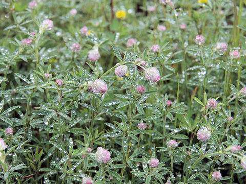 Trifolium arvense