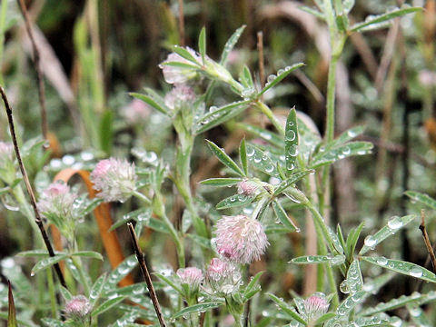 Trifolium arvense