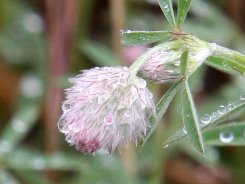 Trifolium arvense