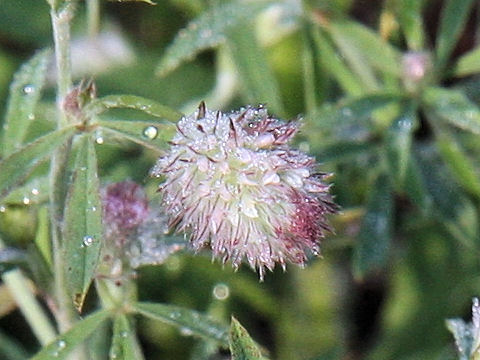 Trifolium arvense