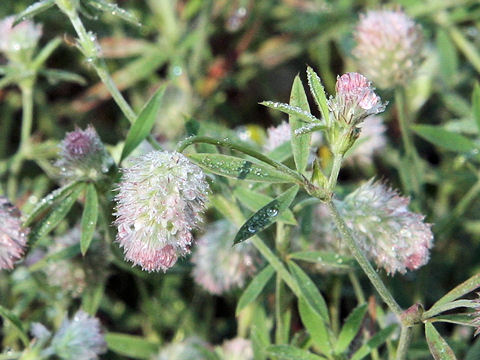 Trifolium arvense