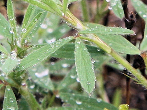 Trifolium arvense