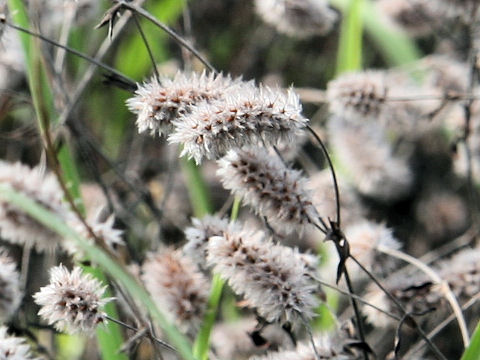 Trifolium arvense