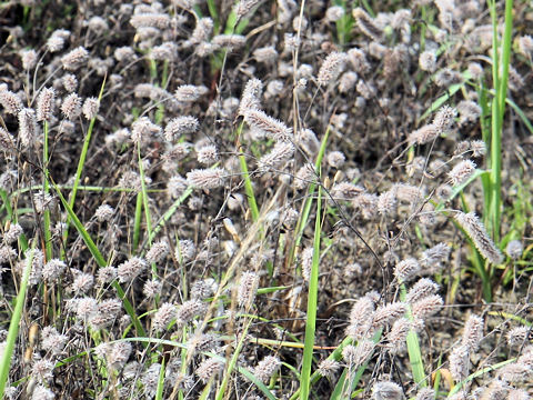 Trifolium arvense