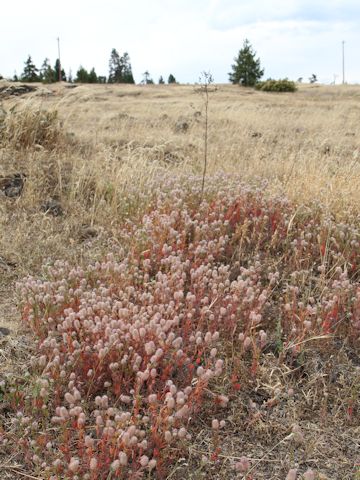 Trifolium arvense