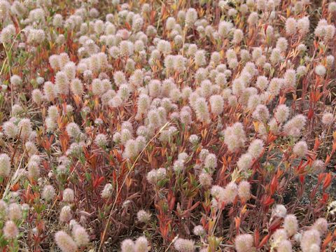 Trifolium arvense