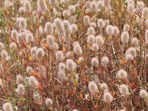 Trifolium arvense