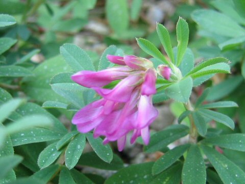 Shu Homepage シャジクソウ Trifolium Lupinaster