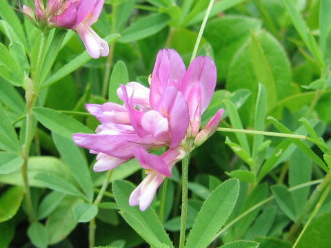 Shu Homepage シャジクソウ Trifolium Lupinaster