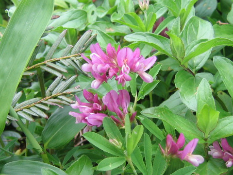 Trifolium lupinaster