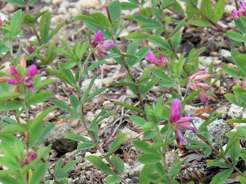 Trifolium lupinaster