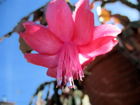 Zygocactus hybrida