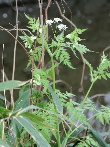 Anthriscus aemula