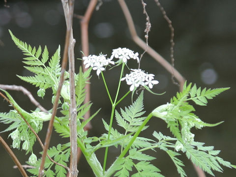 Anthriscus aemula