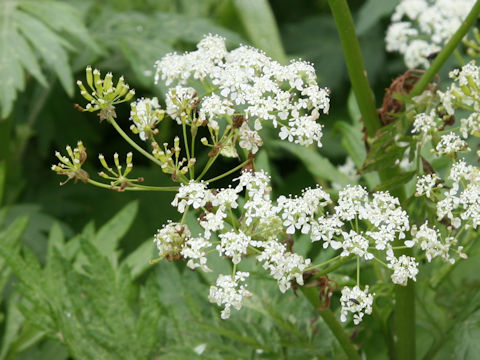 Anthriscus aemula