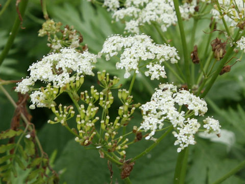 Anthriscus aemula