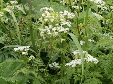 Anthriscus aemula