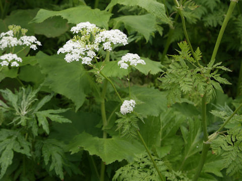 Anthriscus aemula