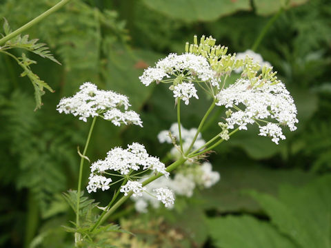 Anthriscus aemula