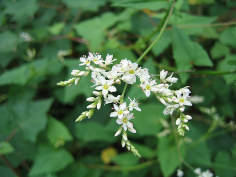Fagopyrum cymosum