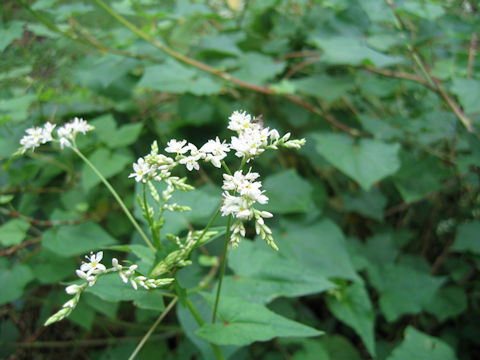 Fagopyrum cymosum