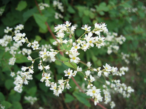 Fagopyrum cymosum