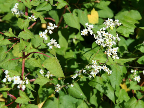 Fagopyrum cymosum