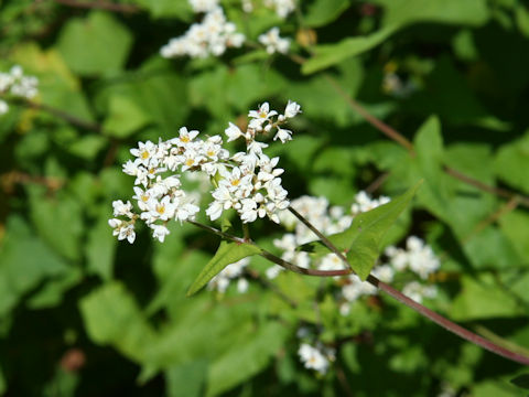 Fagopyrum cymosum