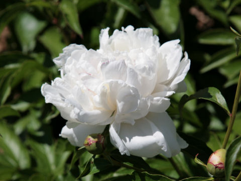 Paeonia lactiflora