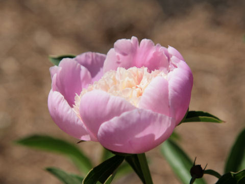 Paeonia lactiflora