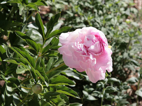 Paeonia lactiflora