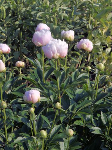 Paeonia lactiflora