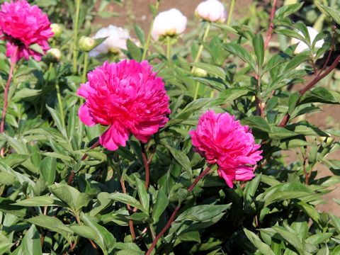 Paeonia lactiflora