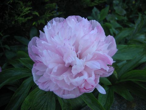 Paeonia lactiflora