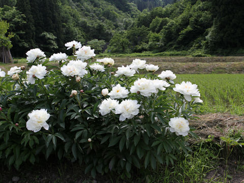 Paeonia lactiflora