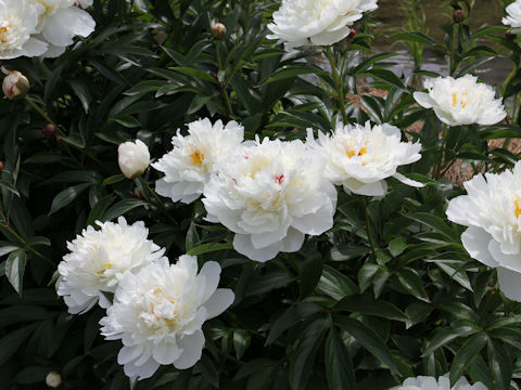 Paeonia lactiflora