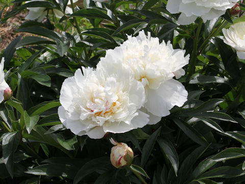 Paeonia lactiflora