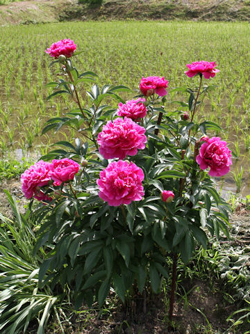 Paeonia lactiflora