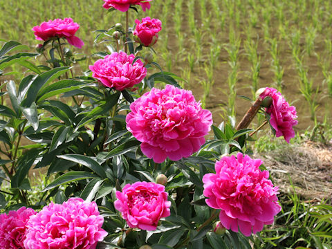 Paeonia lactiflora