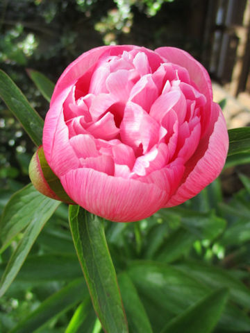 Paeonia lactiflora